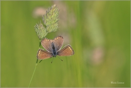 <p>MODRÁSEK JEHLICOVÝ - samička (Polyommatus icarus) - Šluknovsko, Království --- /Common blue butterfly - Hauhechel-Bläuling/</p>